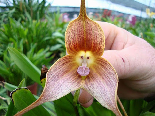 Monkey Orchid - Dracula Simia, Orchid, resemble flowers, flowers, beautiful flowers