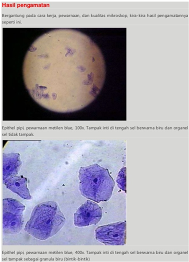 Laporan Praktikum Biologi Mengenal Struktur Sel Hewan dan 