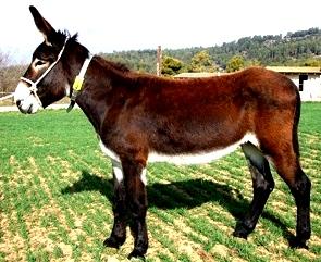 Burro (asno) marrón parado en un sembrío