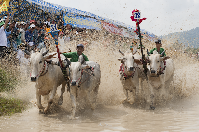 Lễ hội đua bò hàng năm tại An Giang