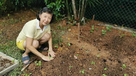 Madam Tan Swee Jee tends to a vegetable patch in her garden.
