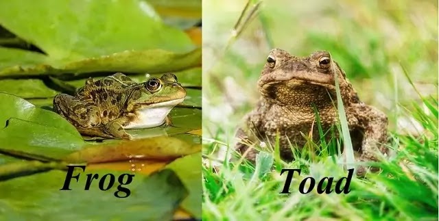 मेंढक एवं टोड के लक्षणों की तुलना(Comparison of Characteristics of Frogs and Toads)|hindi