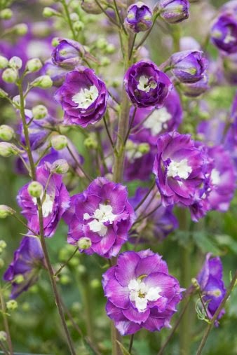  delphinium