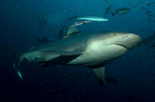  Bull shark cool 