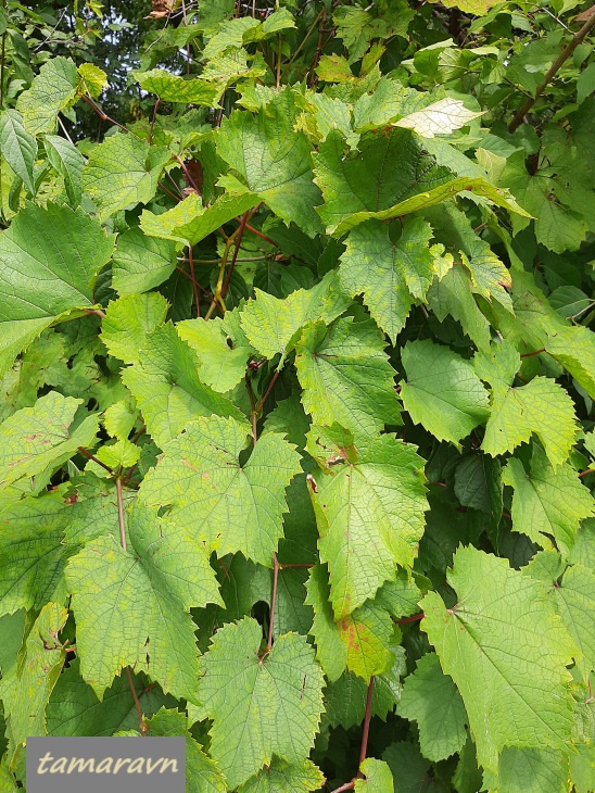 Виноград амурский (Vitis amurensis)