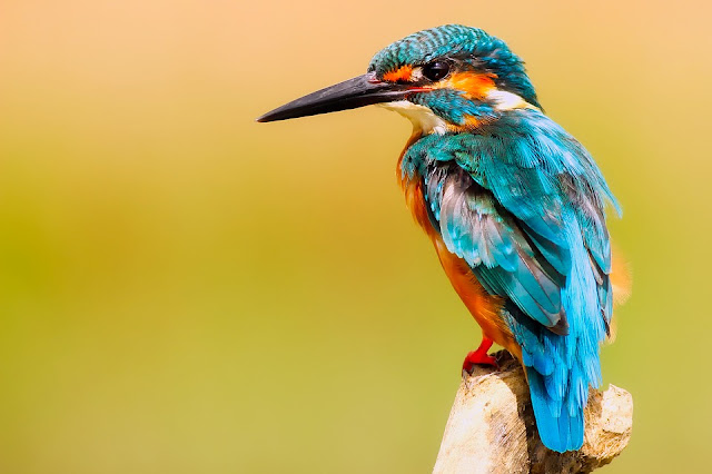 Klasifikasi Burung