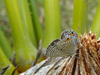 Papillon de la Réunion