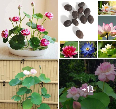 You can keep this small variety of Chinese lotus to enhance the beauty of reading table, balcony or dining table.