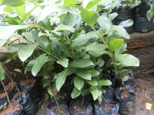 bibit pohon tanaman jamblang