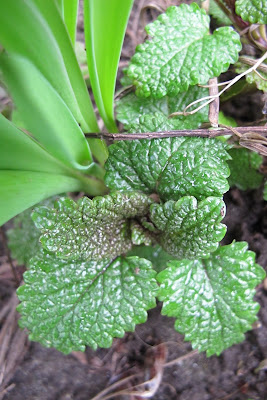 moestuin deel 1 : het begin