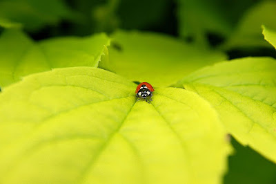 Mariquita de los siete puntos (Coccinella septempunctata)