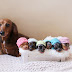 Dachshund Dog Poses With Her 6 Tiny Dachshund For Maternity Photoshoot