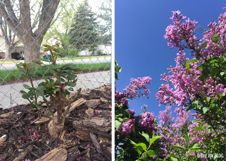 Rosebush & Lilacs // Garden Updates: Mid-Spring 2018 // www.thejoyblog.net
