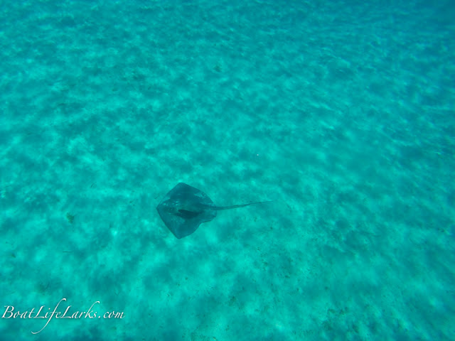 Stingray with remora, Cambridge Cay, Exumas