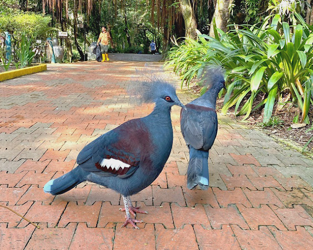 Burung di KL Bird Park