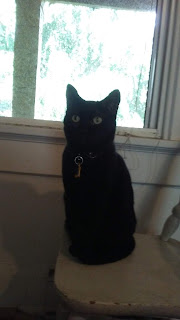 Photo of a black cat on a white chair