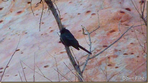 Christmas bird count red rock canyon_021