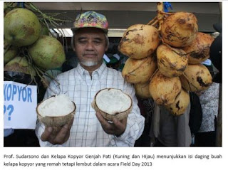 Prof. Sudarsono Menunjukkan Kelapa Kopyor Genjah Pati