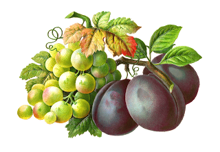 free grapes plums fruit clipart die cut download