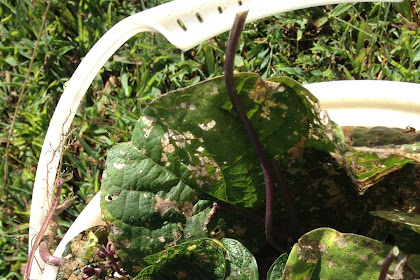 Beans, beetles, and community gardens