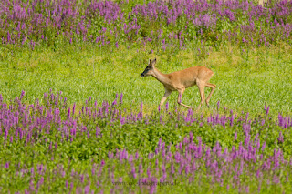 Wildlifefotografie Wild Rehbock Ricke Lippeaue