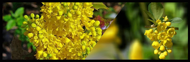 BERBERIS ASIATICA, चुत्रो (Chutro)