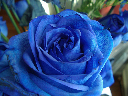 Foto Bunga  Mawar  biru  Blue Rose Foto Terbaru 2014