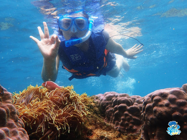 Koh Talu snorkel