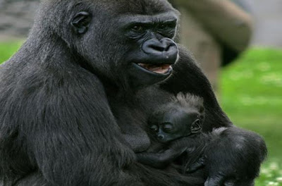 Gorilla At Twycross Zoo-information about Twycross zoo hours