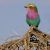 FASHIONABLE PLACE TO GO: SERENGETI NATIONAL PARK  IN TANZANIA