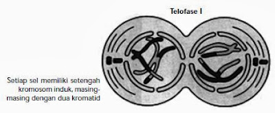 Tahap telofase I