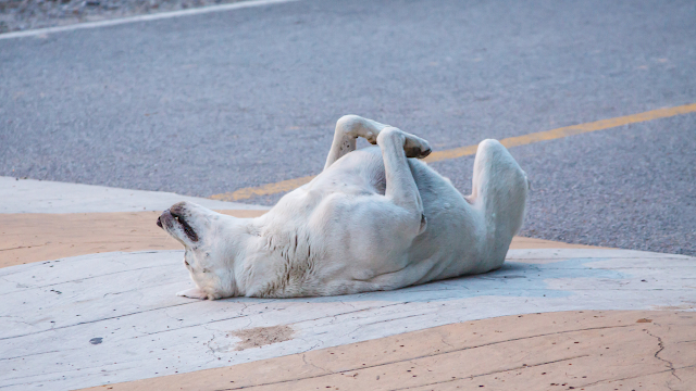 Perros Muertos en Chetumal por envenenamiento