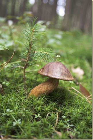 http://www.public-domain-image.com (public domain image)