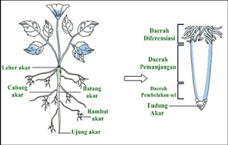 Pada kesempatan kali ini kita akan membahas perihal akar flora Akar Tumbuhan, Fungsi, Struktur, dan Jenis-jenis Akar