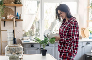 House Plants in Kitchen