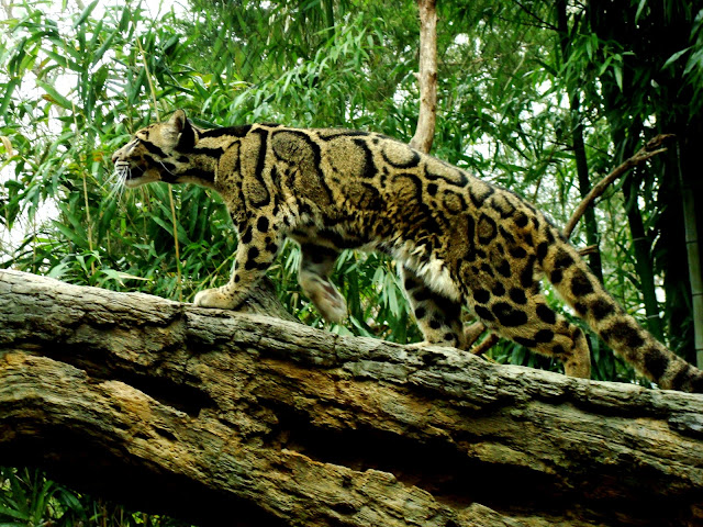 leopardo-nebuloso-grande