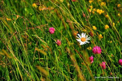 Tihuţa Pass, Borgo Pass, Translivania, Bucovina, Landscapes, Moldova, Romania, Suceava, Vatra Dornei, Bargau, Dracula, 