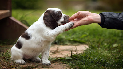 https://www.canaanpetresort.com/training.html