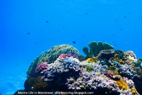 Snorkeling and freediving tour in Manokwari