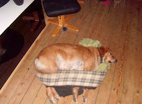 Cute dogs - part 7 (50 pics), dog tries to sleep in his broken bed