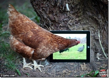 ipad-galinha-3