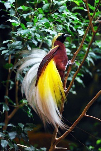 10 Gambar Burung Cendrawasih Paling Indah di Dunia Dunia 