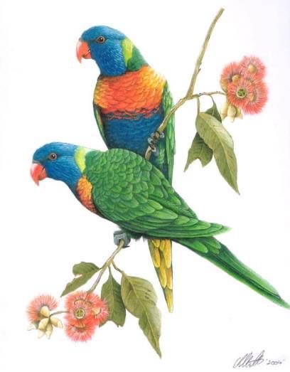 Aves em Arte | Ornitologia