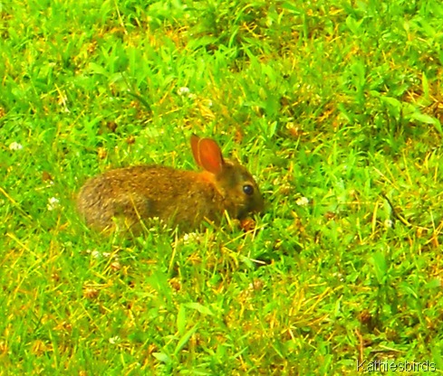 4. wee bunny-kab
