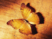 Butterfly HD Wallpaper / 1024 x 768 (cute butterfly)