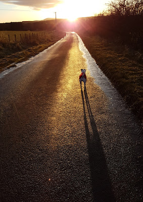 Bracken walking into the sunset