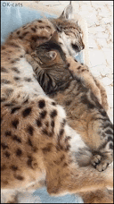 Amazing Cat GIF • OMG! Cat and lynx taking a nap together I love you my BIG bro
