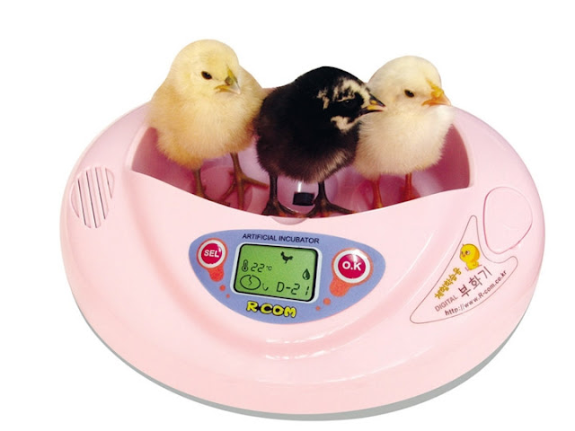 Bird Egg Incubator