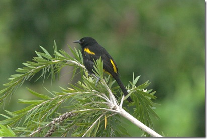 oriole