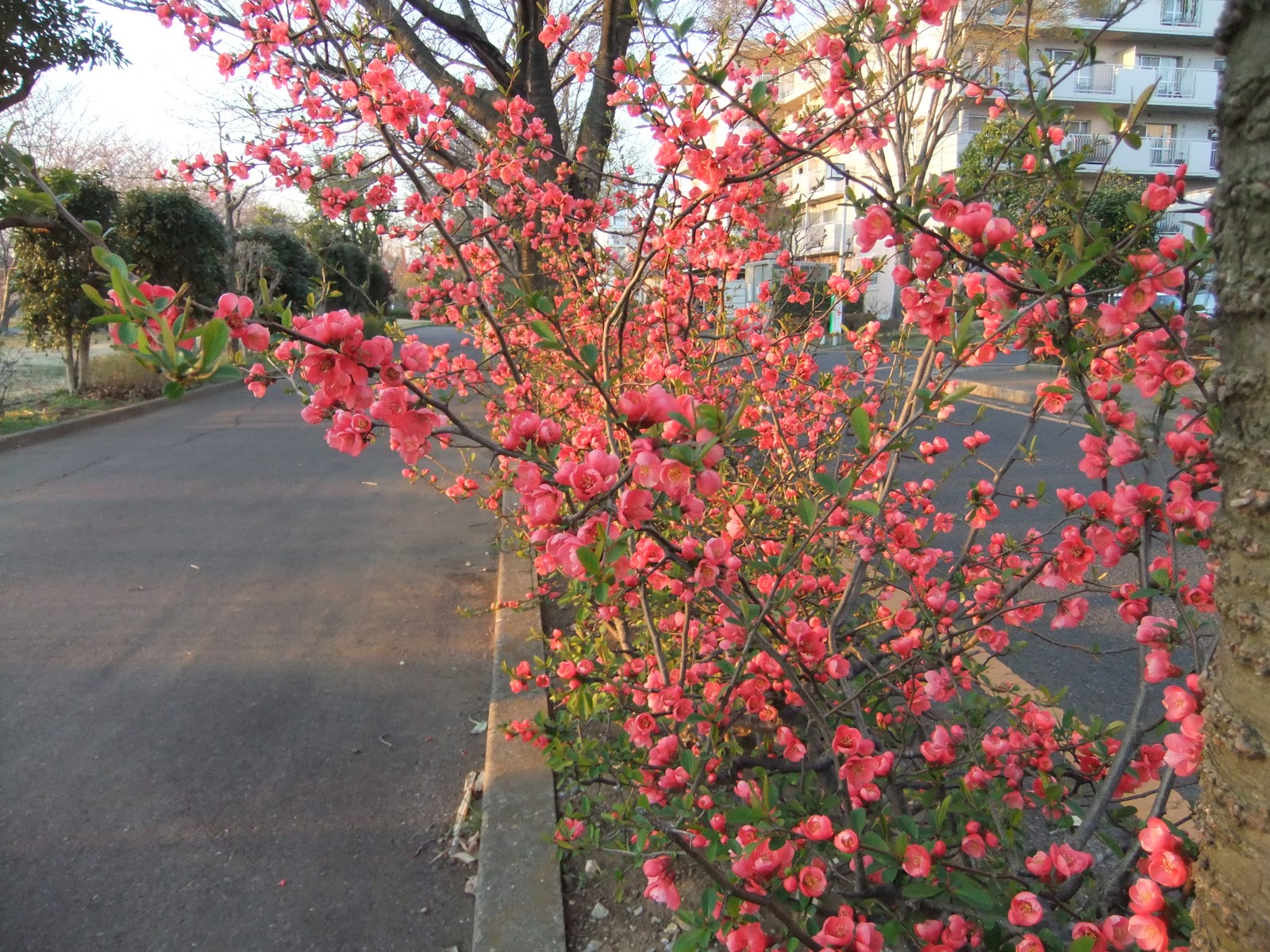 英仏語ガイドの植物観察メモ ボケ